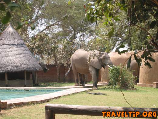 Zambia - South Luangwa - Flat Dogs Camp - Elephants visit the swimming pool.