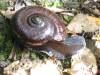 New Zealand - West Coast - The Heaphy Track - Paraphanta snail. Look but don't touch as these are strictly protected.