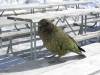 New Zealand - Otago - Wanaka - Kea