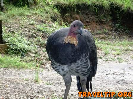 Australia - Queensland - Chenrezig Institute for Buddhist Study and Retreat - Bush Turkey at Chenrezig