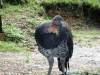 Australia - Queensland - Chenrezig Institute for Buddhist Study and Retreat - Bush Turkey at Chenrezig