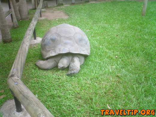 Australia - Queensland - Australia Zoo - Home of the Crocodile Hunter - Harriet, the oldest living animal on the planet. Collected by Charles Darwin
originally. 176 years old in 2006