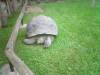 Australia - Queensland - Australia Zoo - Home of the Crocodile Hunter - Harriet, the oldest living animal on the planet. Collected by Charles Darwin
originally. 176 years old in 2006