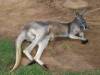 Australia - Queensland - Australia Zoo - Home of the Crocodile Hunter - Kangeroo