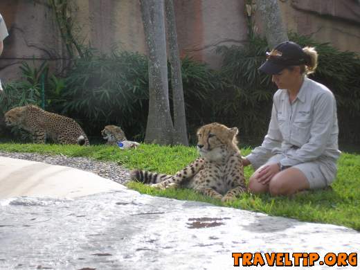 Australia - Queensland - Australia Zoo - Home of the Crocodile Hunter - 