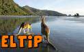 Australia - Queensland - Mackay Queensland - Kangaroos on the beach at Cape Hillsborough National Park.
