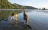 Australia - Queensland - Mackay Queensland - Kangaroos on the beach at Cape Hillsborough National Park.
