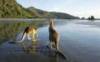 Australia - Queensland - Mackay Queensland - Kangaroos on the beach at Cape Hillsborough National Park.
