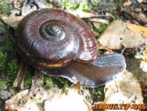 New Zealand - West Coast - The Heaphy Track