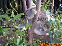 Australia - Queensland - Australia Zoo - Home of the Crocodile Hunter