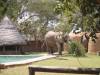 Zambia - South Luangwa - Flat Dogs Camp - Elephants visit the swimming pool.