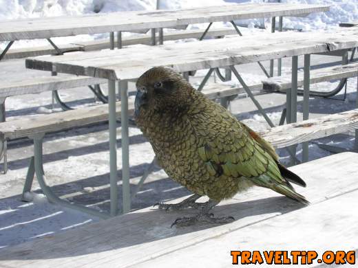 New Zealand - Otago - Wanaka - Kea