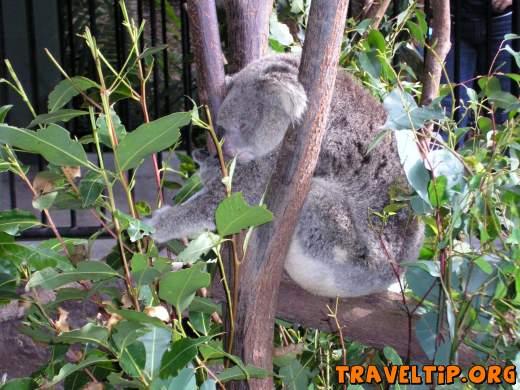 Australia - Queensland - Australia Zoo - Home of the Crocodile Hunter - Koala