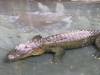 Australia - Queensland - Australia Zoo - Home of the Crocodile Hunter - 