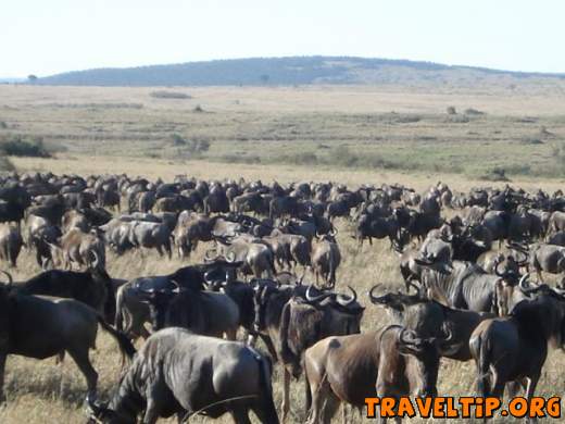 Kenya - Rift Valley - Wildebeest Migration In Masai Mara, Kenya - Wildebeest migration in Kenya