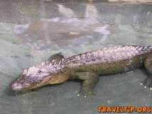 Australia - Queensland - Australia Zoo - Home of the Crocodile Hunter